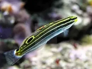 Court Jester Goby - Gold (Amblygobius hectori)